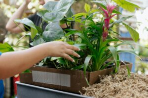 grow tropical plants