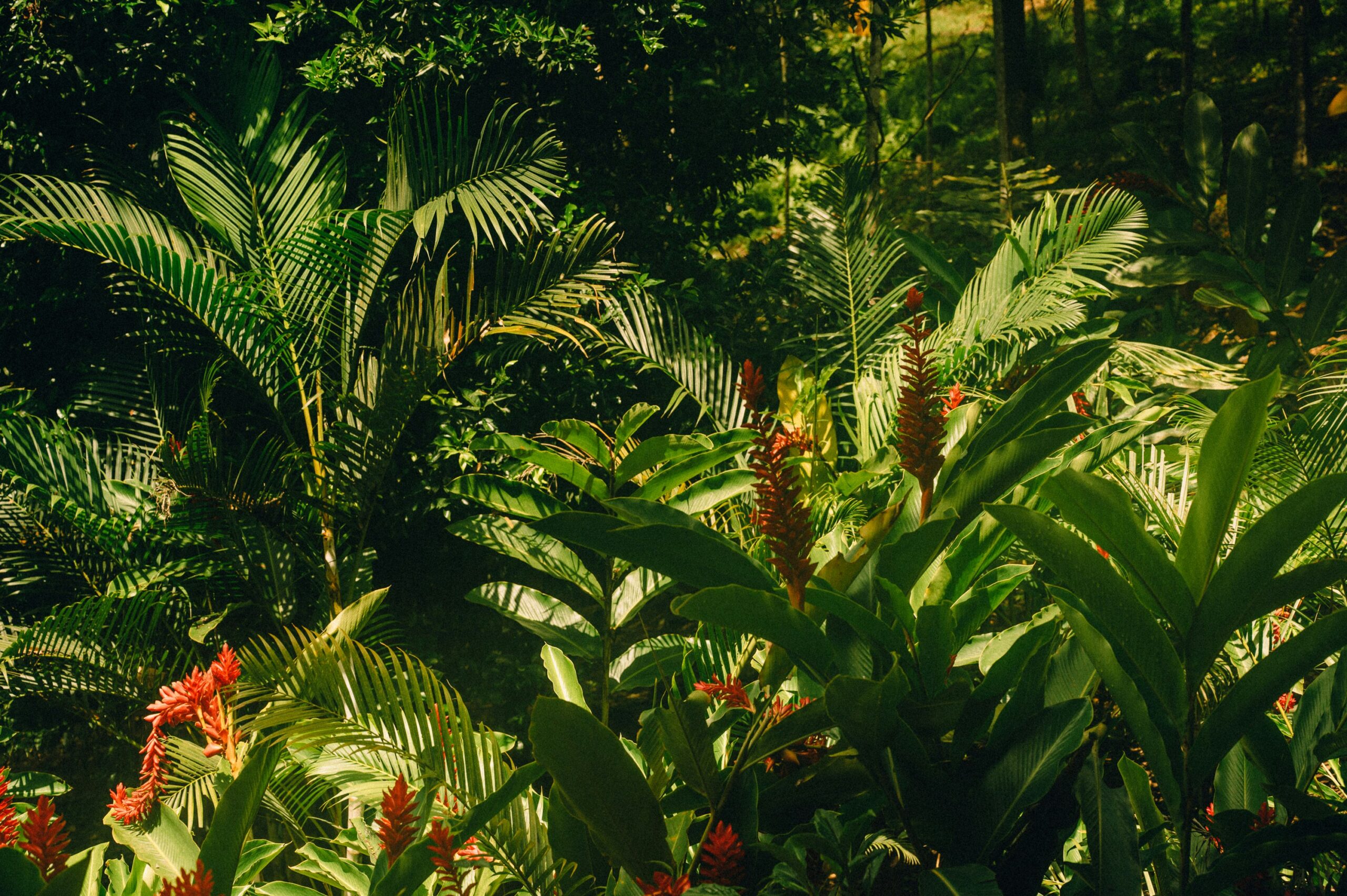 Tropical Plants