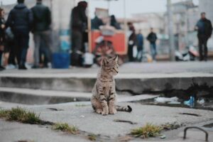 Community Cats