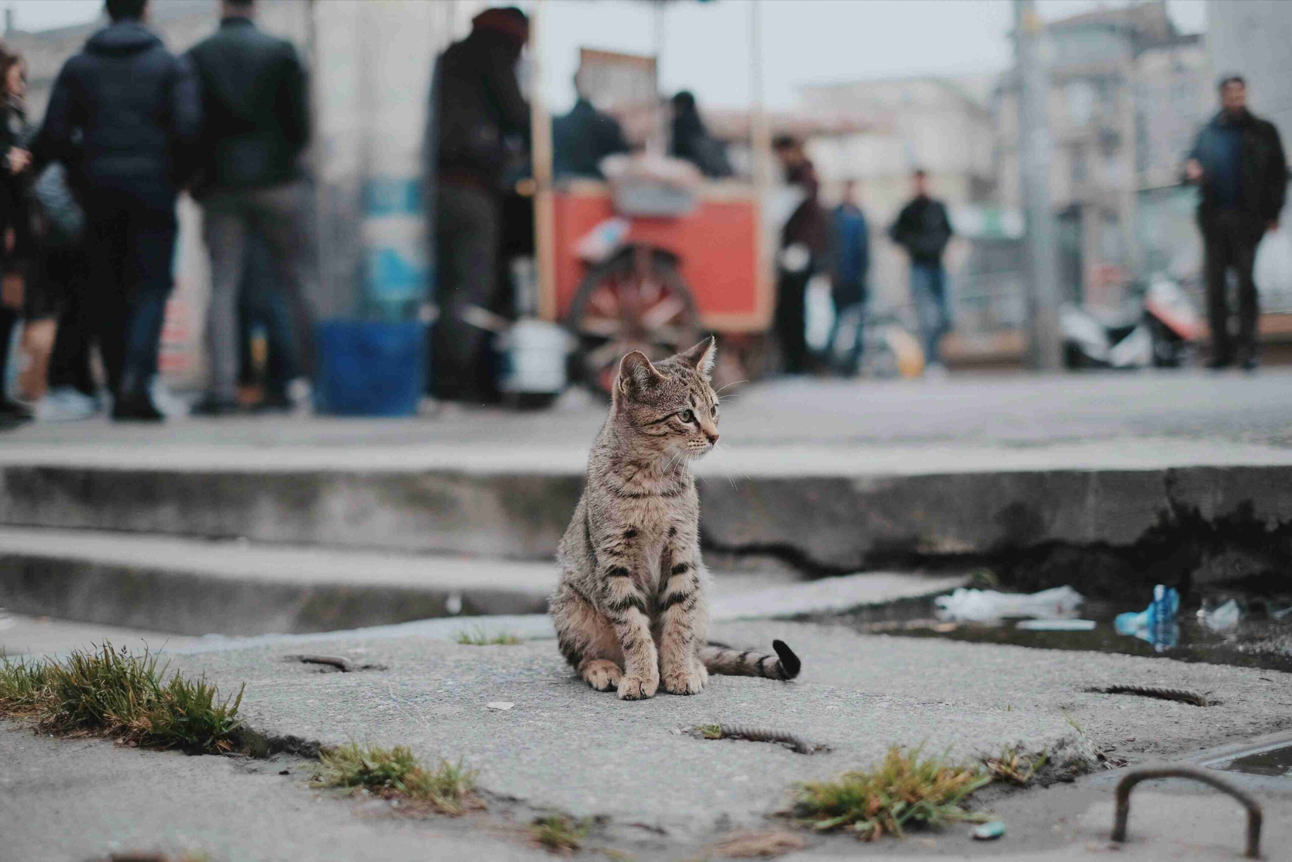 Community Cats